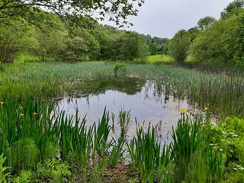 A lake at Chilcombe Bottom nature reserve