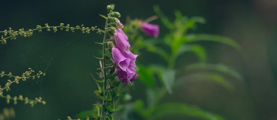 Pink Flowers At Otterhead