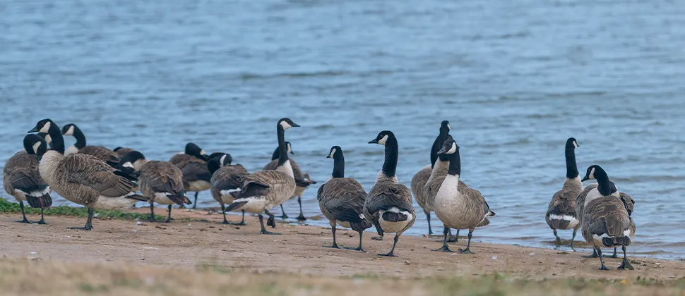 Geese On The Edge Of Water at Durleigh Reservoir