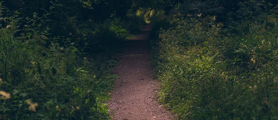 Footpath at Otterhead surrounded by trees and greenery