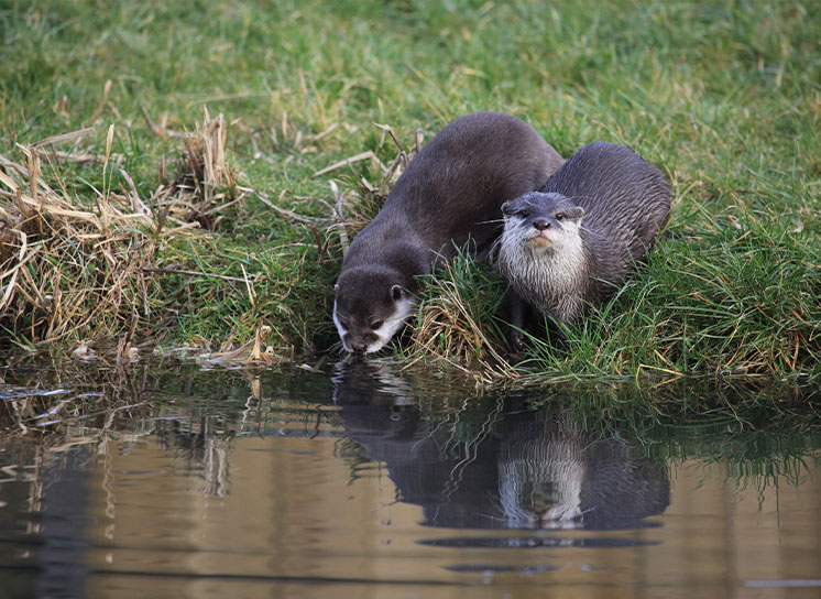 An image of some Otters drinking from a lake
