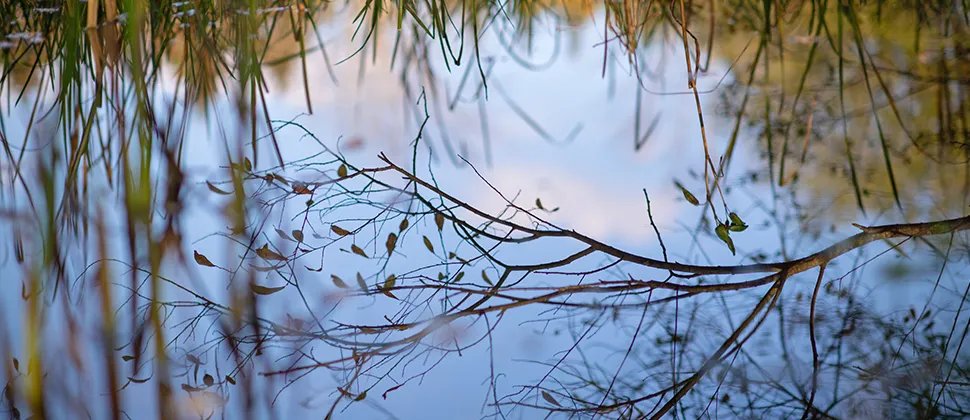 Trees Reflection In Water at Chilcombe Bottom Nature Reserve